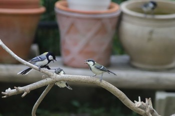 Japanese Tit 自宅庭 Thu, 7/6/2023