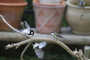 Japanese Tit 自宅庭 Thu, 7/6/2023