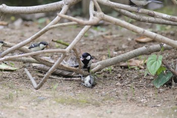 Japanese Tit 自宅庭 Thu, 7/6/2023