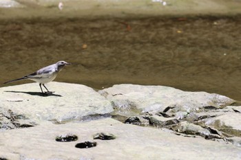 Japanese Wagtail 養老渓谷 Mon, 7/10/2023