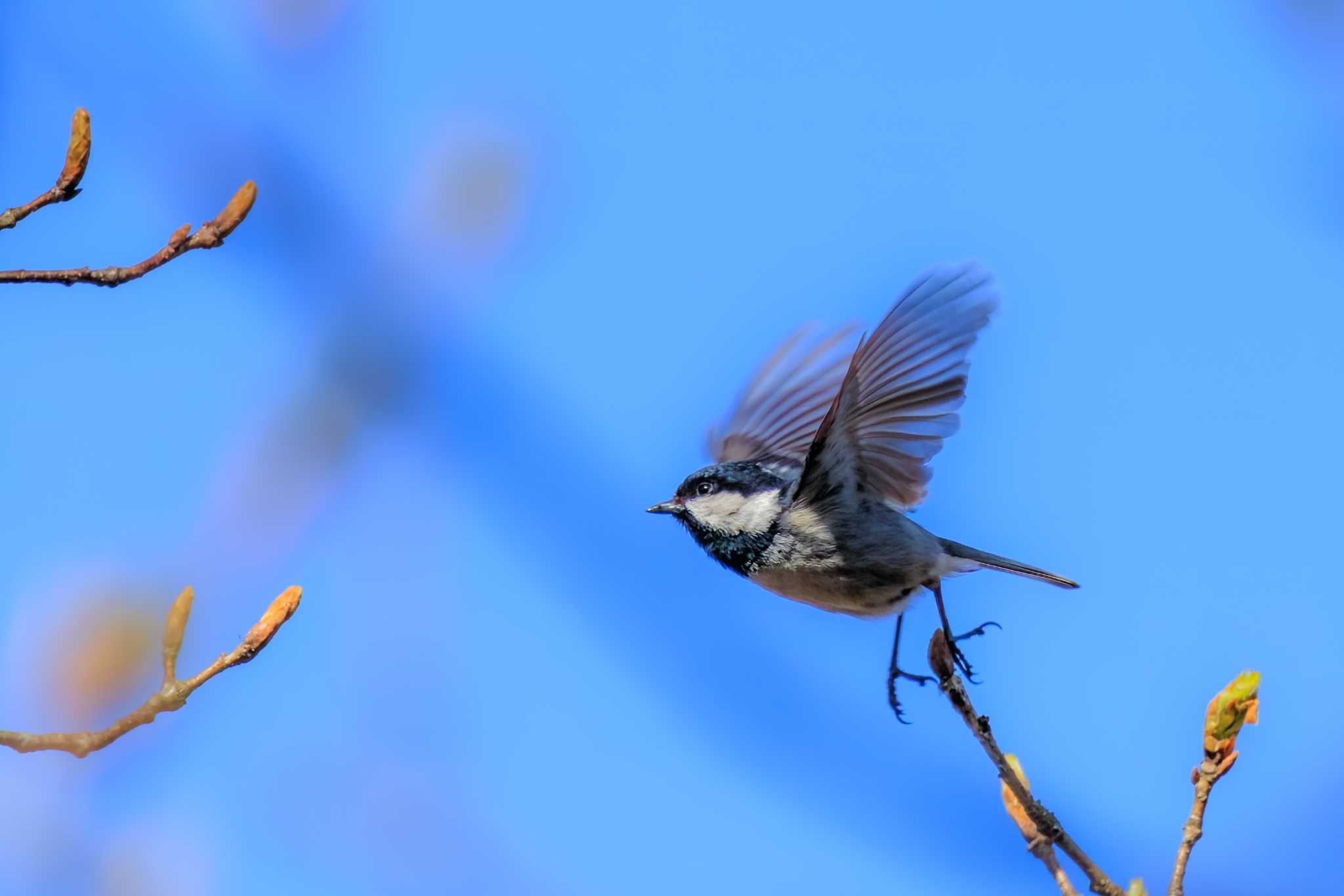 和歌山県 ヒガラの写真 by がっちー