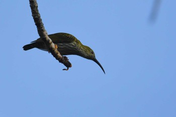 Streaked Spiderhunter Doi Angkhang Mon, 2/20/2023