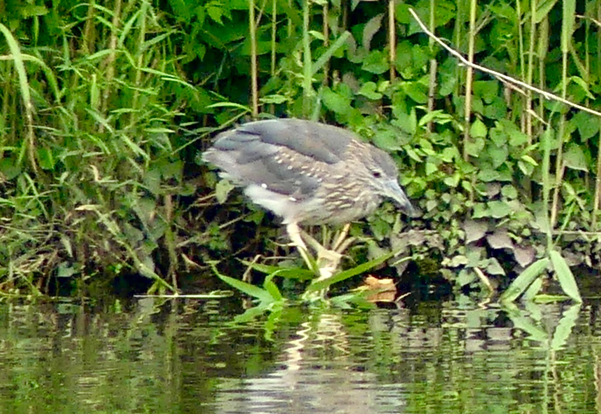 Black-crowned Night Heron