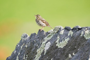 Olive-backed Pipit 長野県 Sat, 6/24/2023