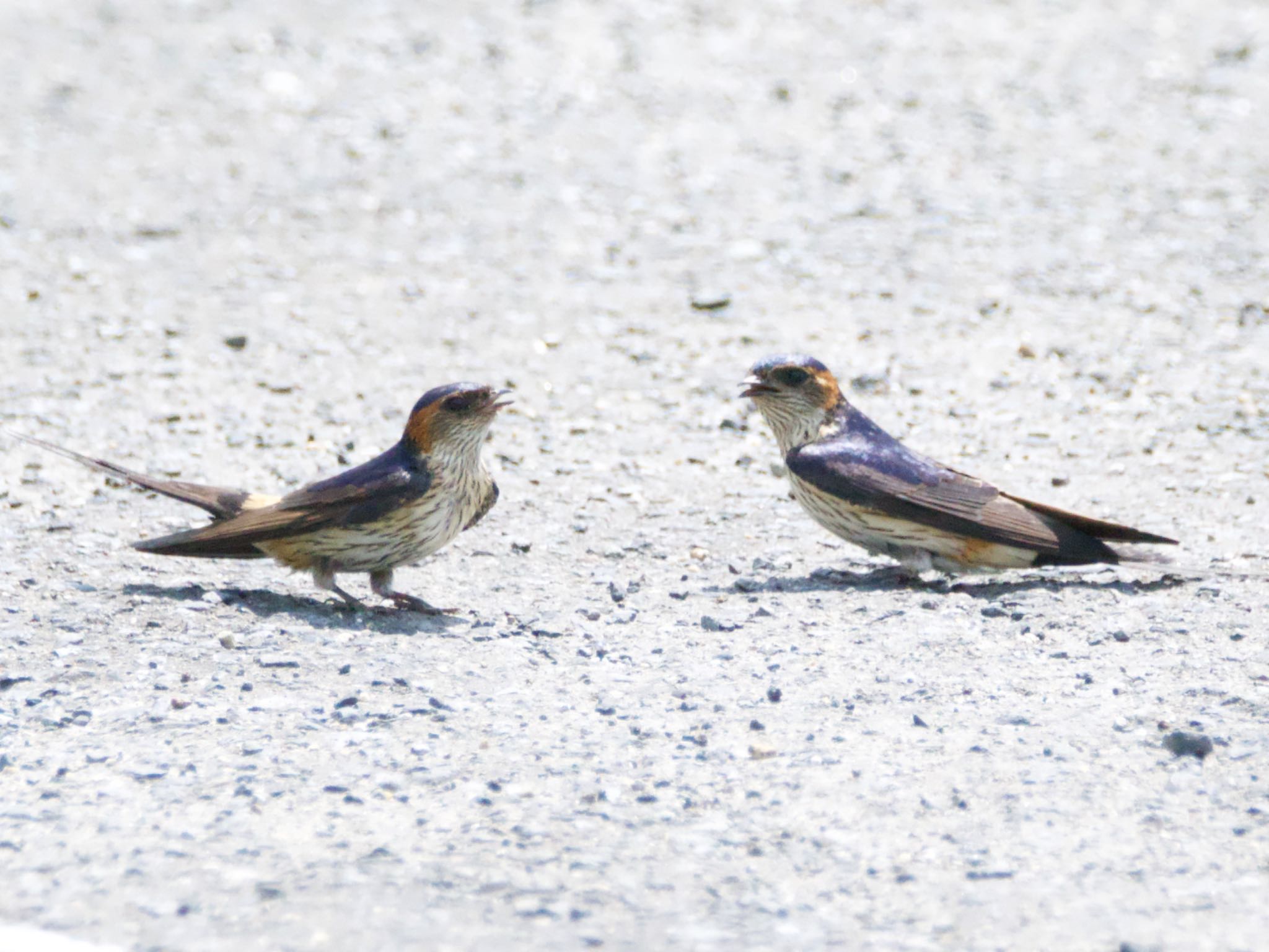 Red-rumped Swallow