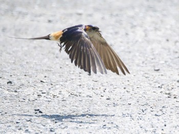 Mon, 7/10/2023 Birding report at 桜川市