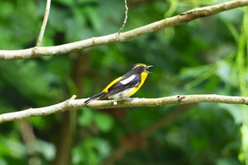 2023年7月9日(日) 早戸川林道の野鳥観察記録