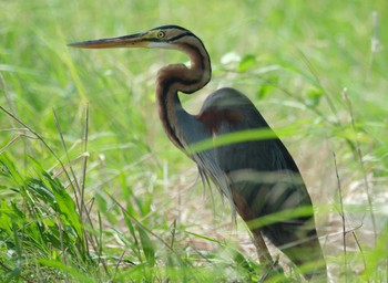 Purple Heron Ishigaki Island Fri, 7/7/2023