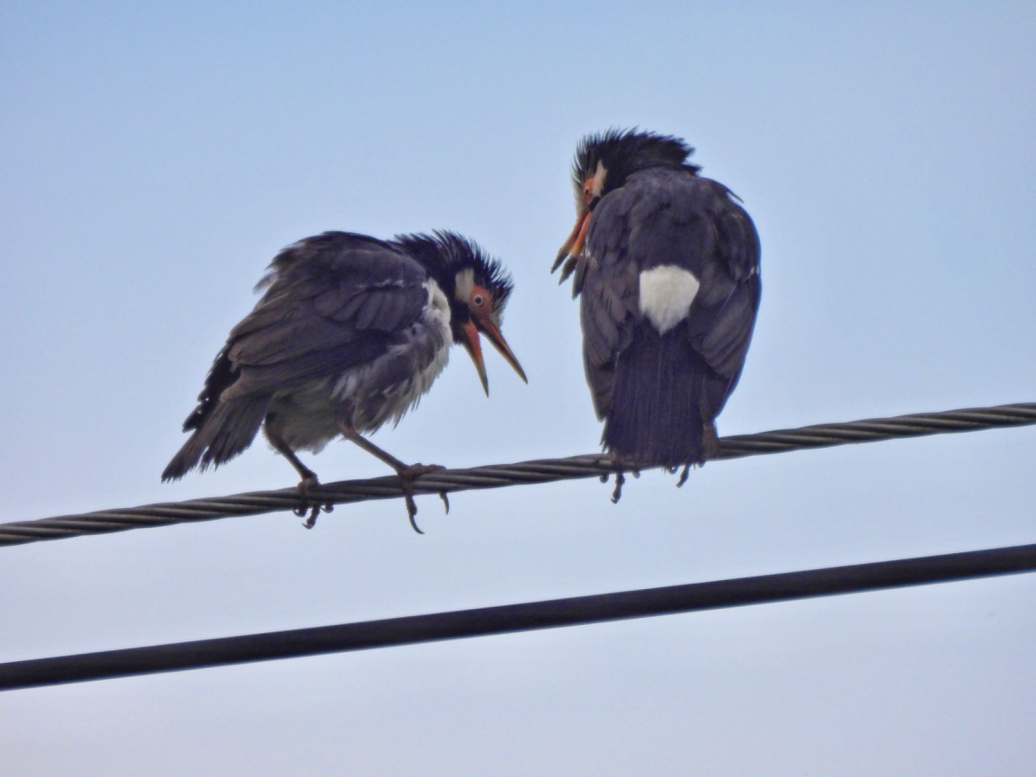 Siamese Pied Myna