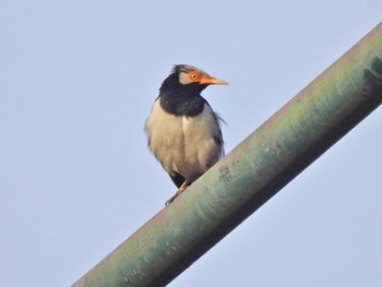 Siamese Pied Myna Kaeng Krachan National Park Fri, 6/30/2023