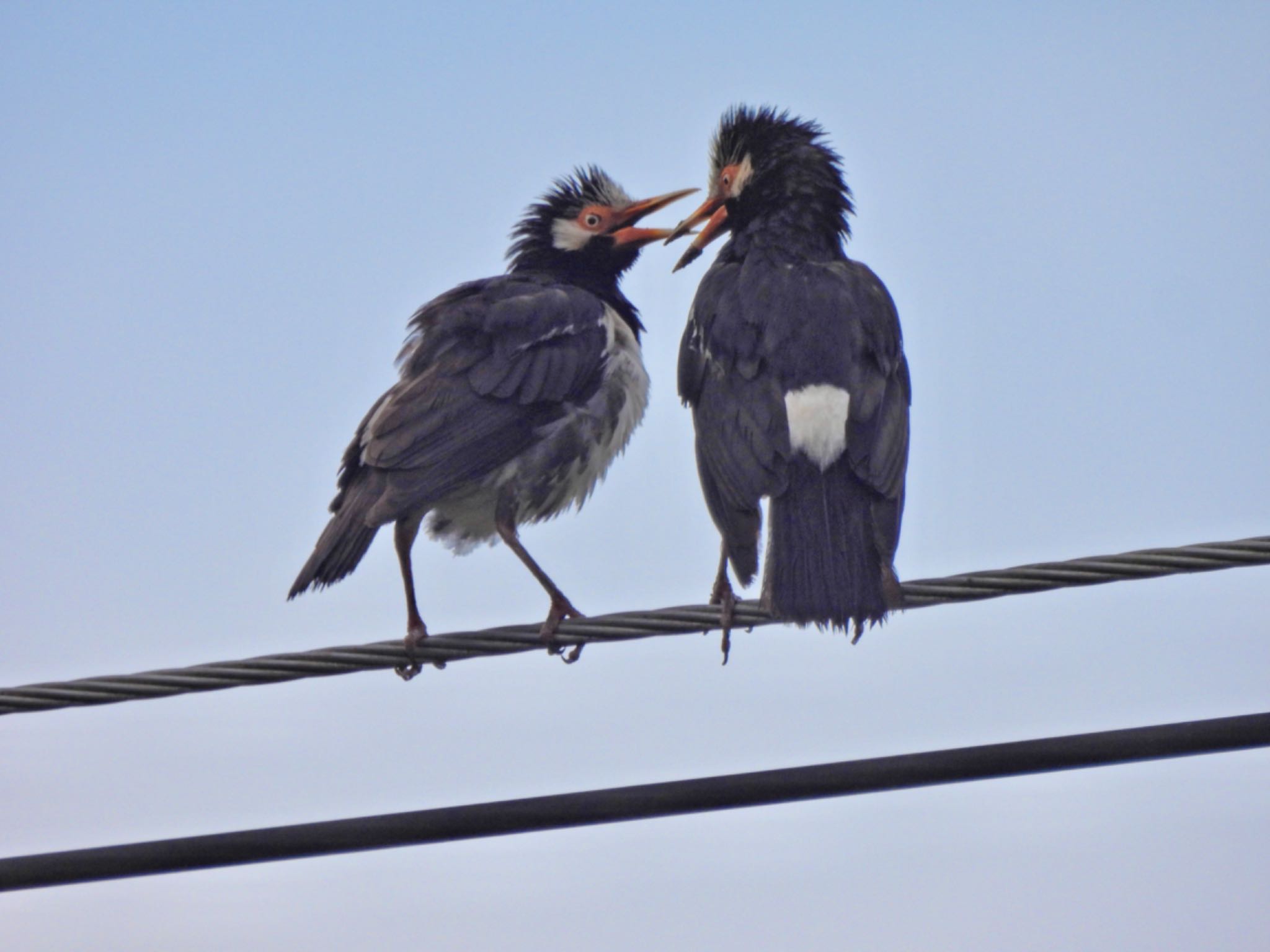 Siamese Pied Myna