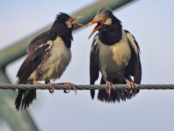 Siamese Pied Myna Kaeng Krachan National Park Fri, 6/30/2023