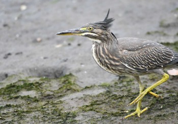 Striated Heron Tokyo Port Wild Bird Park Sun, 7/9/2023