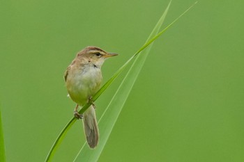 Black-browed Reed Warbler Watarase Yusuichi (Wetland) Sun, 7/9/2023