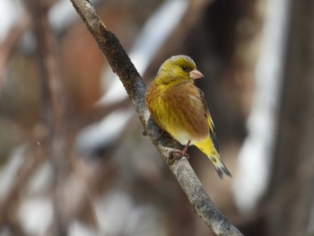 カワラヒワ 蔵王野鳥の森 2023年4月9日(日)