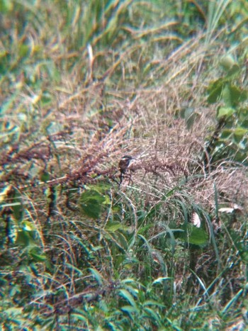 Sat, 6/30/2018 Birding report at 多摩水道橋