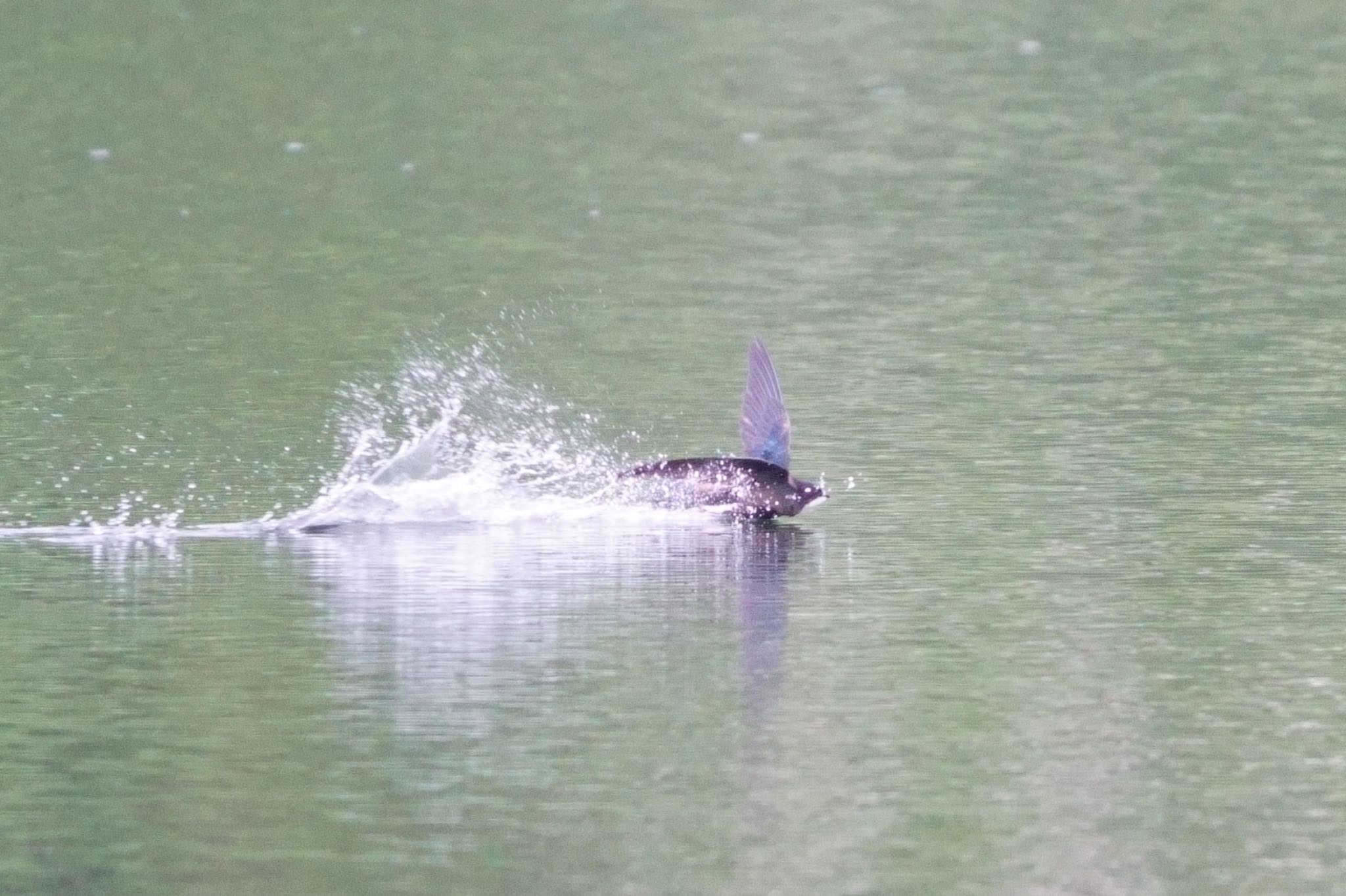 Photo of White-throated Needletail at 木祖村 by アカウント5227