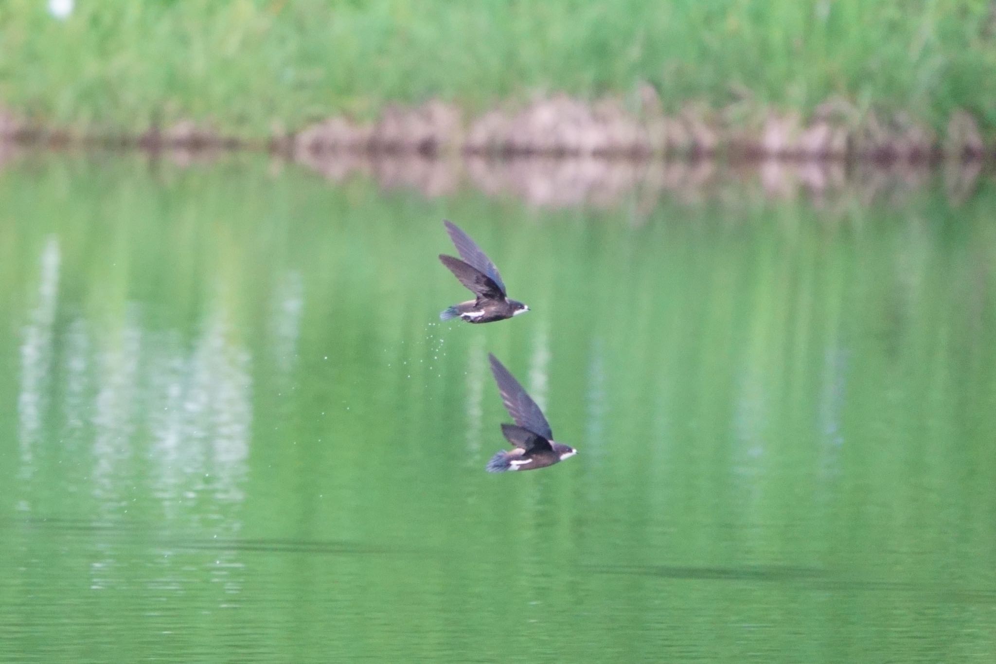 Photo of White-throated Needletail at 木祖村 by アカウント5227