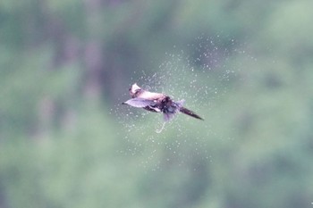 ハリオアマツバメ 木祖村 2023年7月7日(金)