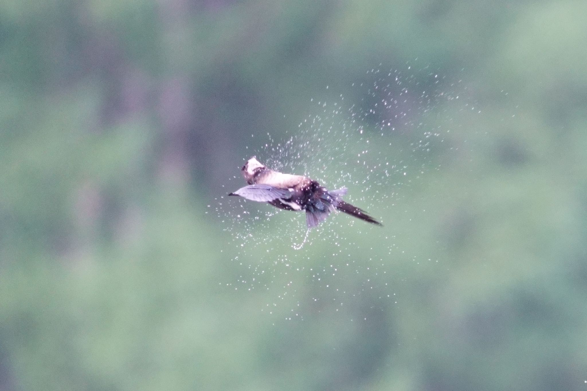 Photo of White-throated Needletail at 木祖村 by アカウント5227