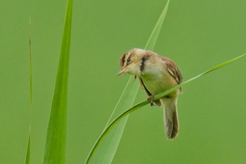 Black-browed Reed Warbler Watarase Yusuichi (Wetland) Sun, 7/9/2023