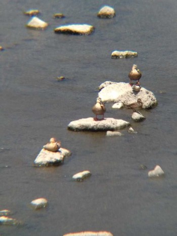 2018年7月1日(日) 境川(境橋付近)の野鳥観察記録