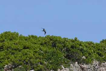 2023年7月3日(月) 浜比嘉島の野鳥観察記録