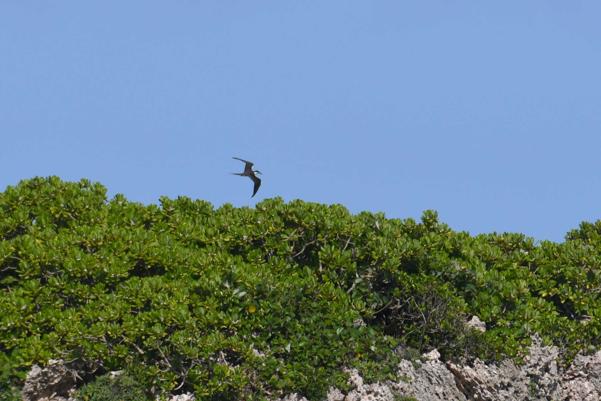 Bridled Tern