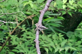 Japanese Pygmy Woodpecker 庚申山総合公園 Wed, 7/5/2023