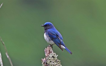 Blue-and-white Flycatcher 金沢林道 Wed, 5/31/2023