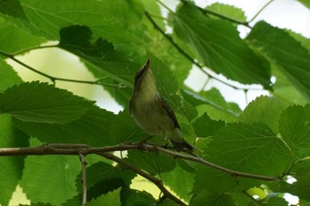 Kamchatka Leaf Warbler 埼玉県 Sat, 5/27/2023