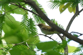 Kamchatka Leaf Warbler 埼玉県 Sat, 5/27/2023