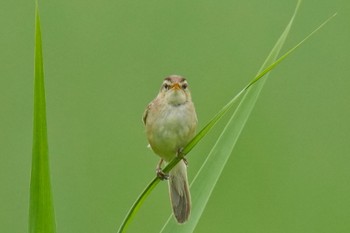 Black-browed Reed Warbler Watarase Yusuichi (Wetland) Sun, 7/9/2023