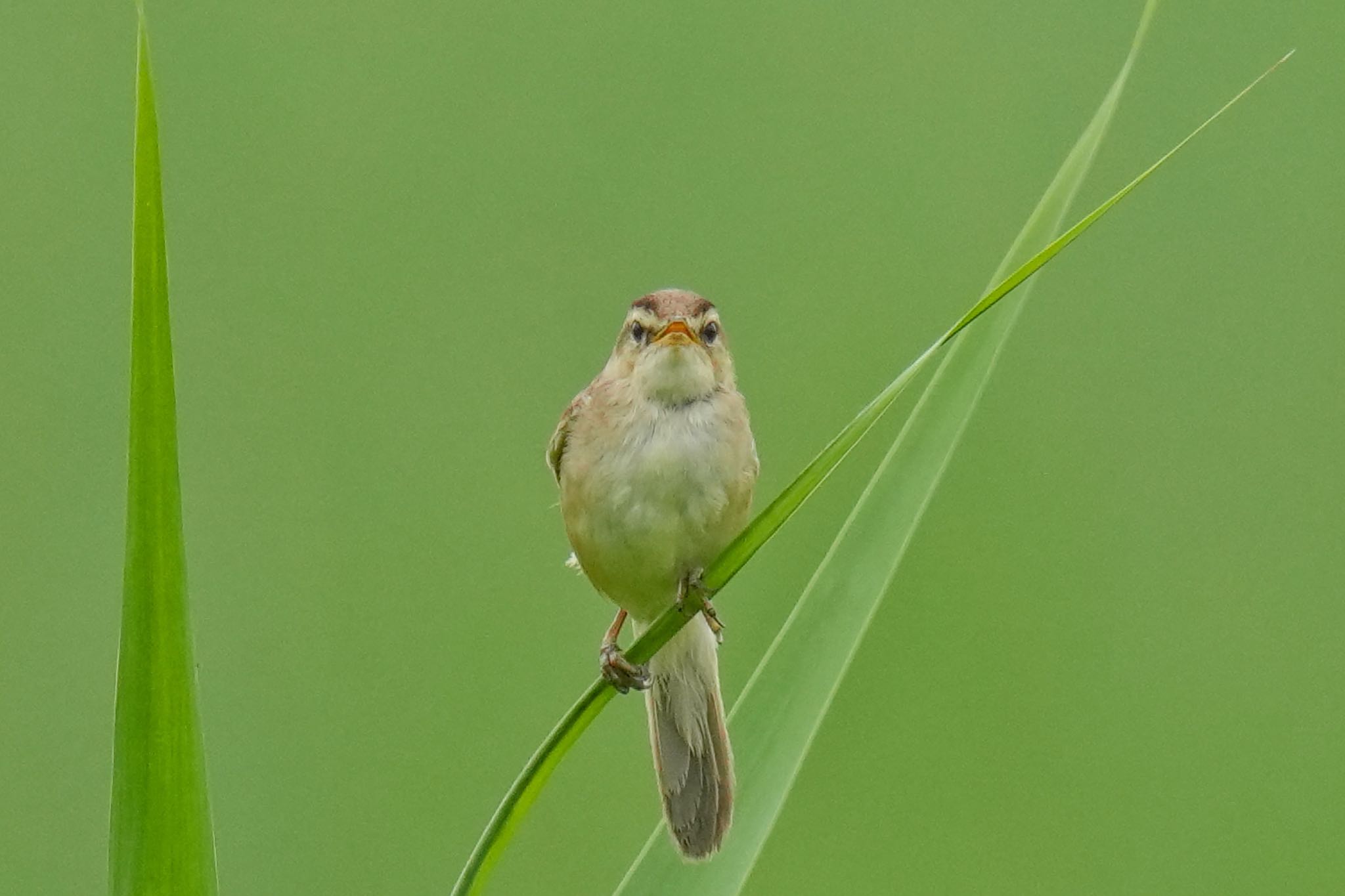 Photo of Black-browed Reed Warbler at Watarase Yusuichi (Wetland) by アポちん