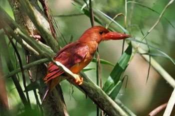 Ruddy Kingfisher(bangsi) Miyako Island Fri, 6/30/2023