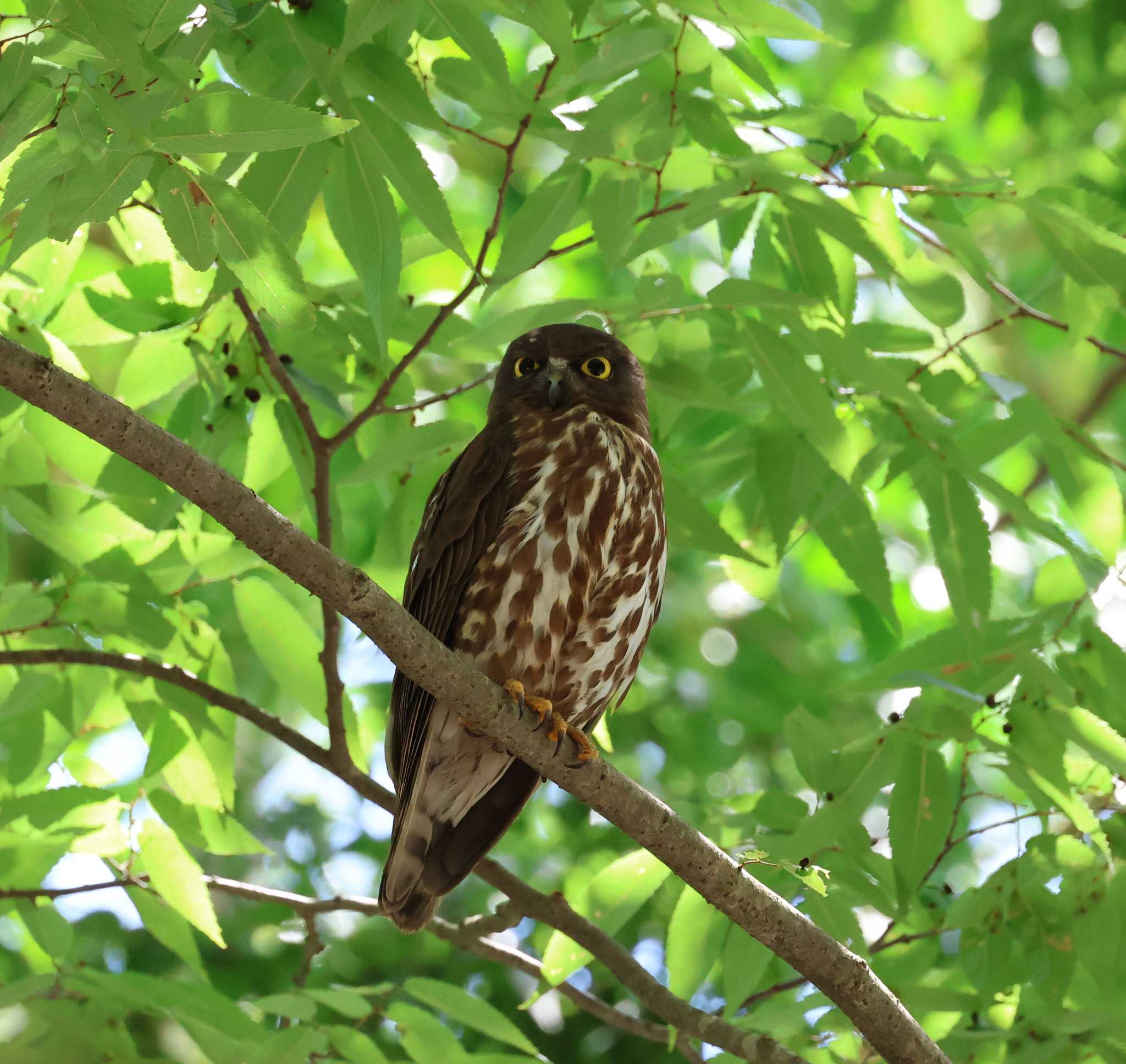 福岡県 アオバズクの写真 by 気ままに山歩