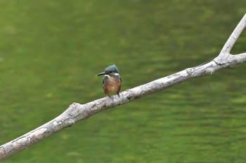 2023年7月8日(土) 長浜公園の野鳥観察記録