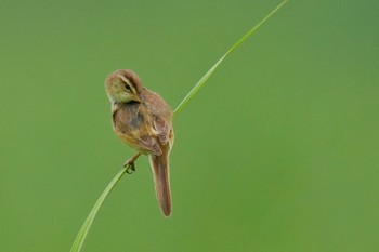 Black-browed Reed Warbler Watarase Yusuichi (Wetland) Sun, 7/9/2023