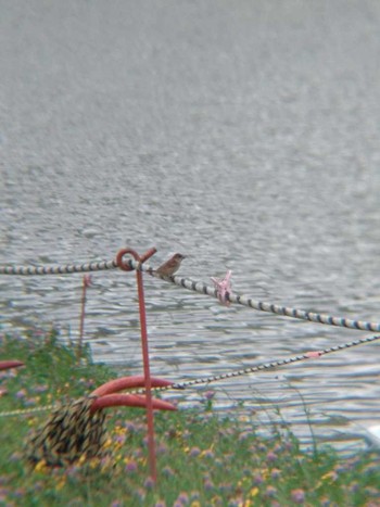 Eurasian Tree Sparrow 多摩川二ヶ領上河原堰 Sun, 7/8/2018