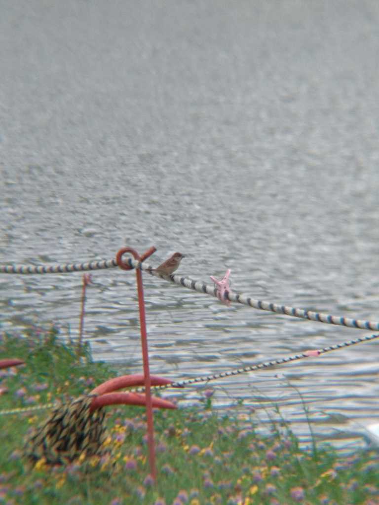 Photo of Eurasian Tree Sparrow at 多摩川二ヶ領上河原堰 by Kozakuraband