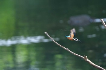 2023年7月9日(日) 長浜公園の野鳥観察記録