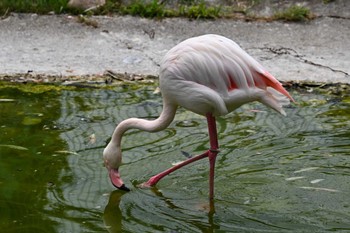 Greater Flamingo