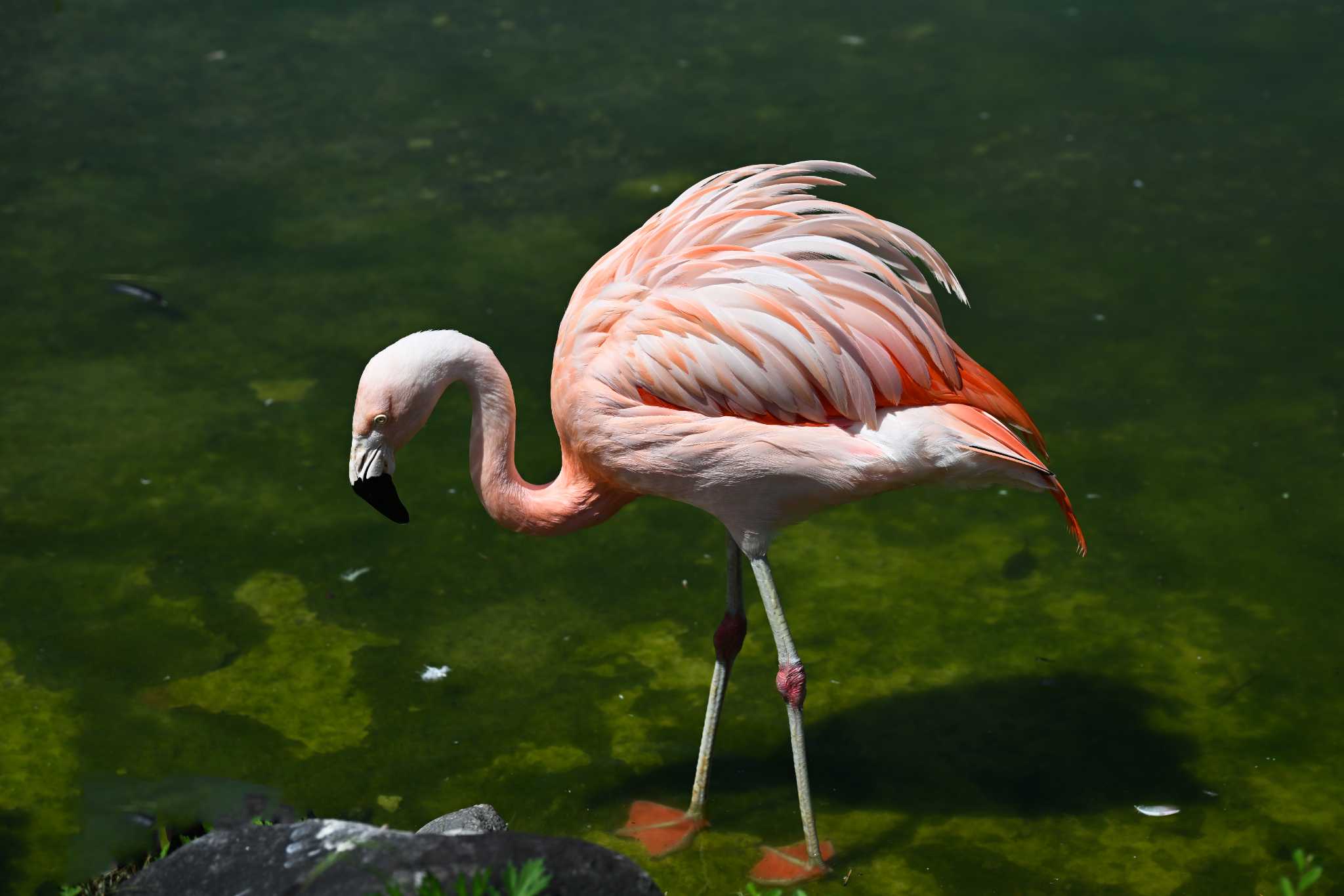 Photo of Chilean Flamingo at  by Yokai