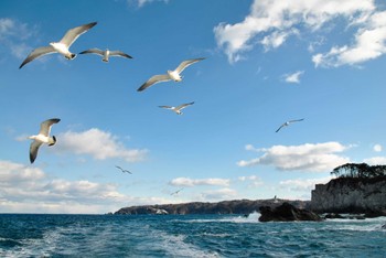 ウミネコ 浄土ヶ浜 2012年1月3日(火)