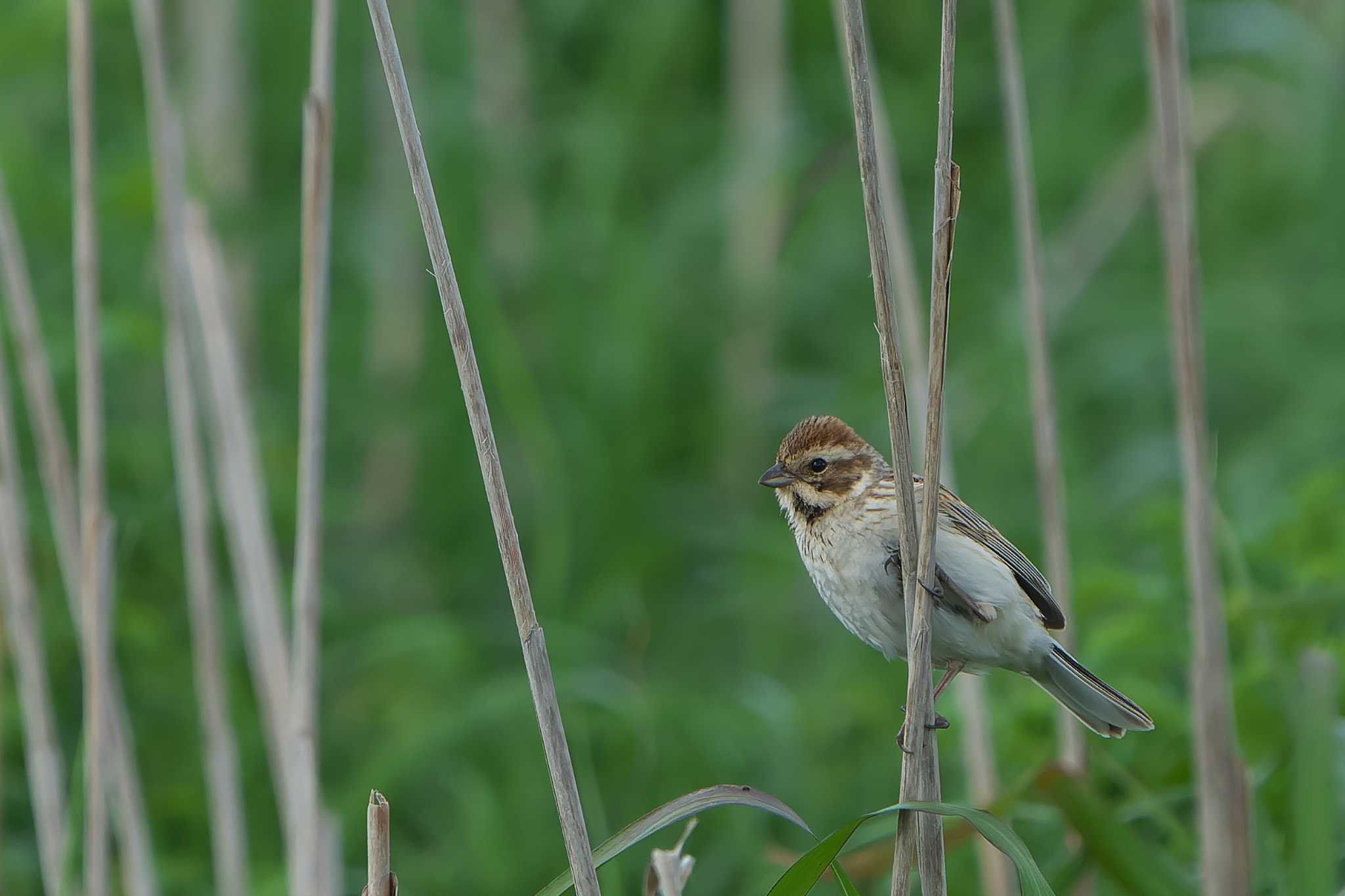 Common Reed Bunting