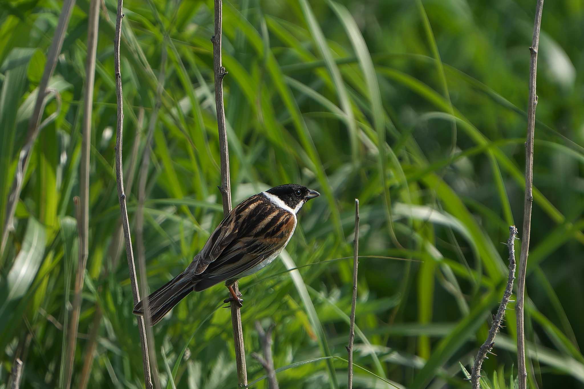 Common Reed Bunting