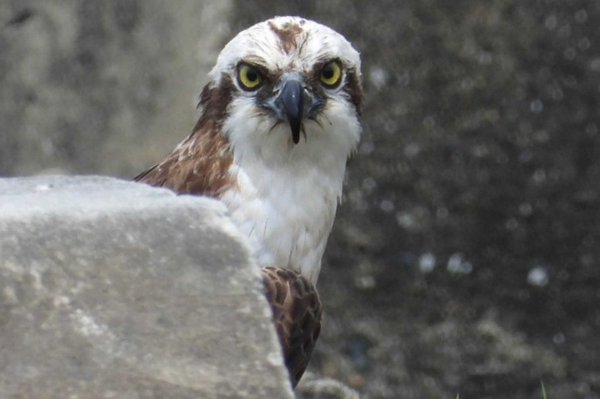 Photo of Osprey at 高梁川河口 by タケ