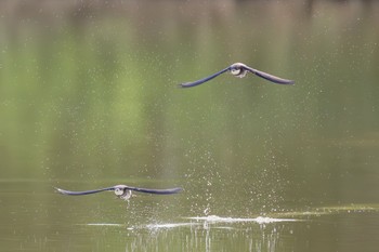 ハリオアマツバメ ひるがの高原(蛭ヶ野高原) 2023年6月25日(日)