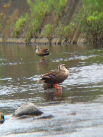 Sat, 7/7/2018 Birding report at 恩田川(高瀬橋付近)