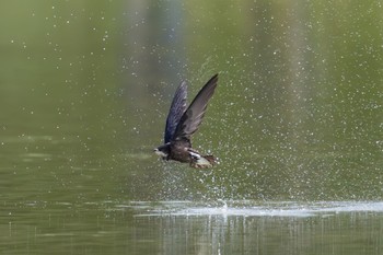 White-throated Needletail ひるがの高原(蛭ヶ野高原) Sun, 6/25/2023